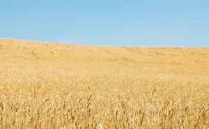 Golden Wheat Field Under Blue Sky Wallpaper