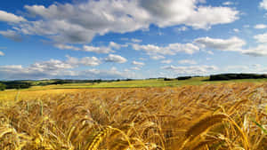 Golden Wheat Field Under Blue Sky Wallpaper