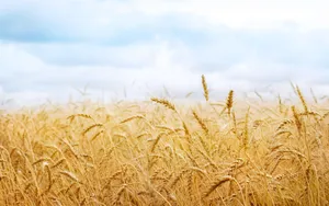 Golden Wheat Field Under Cloudy Sky Wallpaper