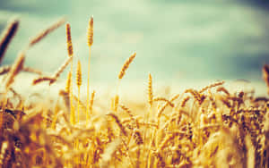 Golden Wheat Field With Blue Sky Background Wallpaper