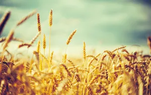 Golden Wheat Field With Blue Sky Background Wallpaper