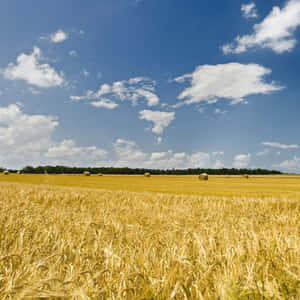 Golden Wheat Field With Harvest-ready Crops Against A Vibrant Sky Wallpaper