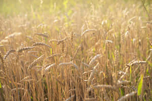 Golden Wheat Fields During Harvest Wallpaper