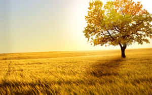 Golden Wheat Fieldwith Solitary Tree Wallpaper