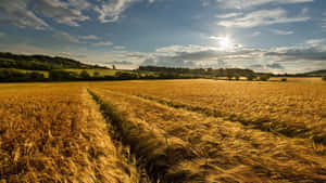 Golden Wheat Harvest At Sunset Wallpaper