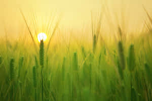 Golden Wheat Harvest In A Picturesque Field Wallpaper