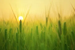 Golden Wheat Harvest In A Picturesque Field Wallpaper