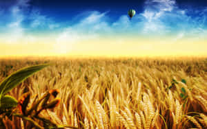 Golden Wheat Harvest In A Sunny Field Wallpaper