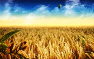 Golden Wheat Harvest In A Sunny Field Wallpaper