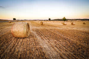 Golden Wheat Harvest In Full Swing Wallpaper