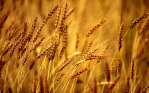 Golden Wheat Harvest In Scenic Fields Wallpaper