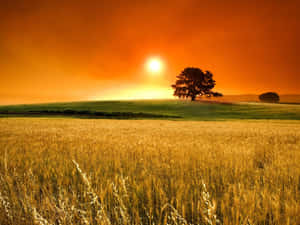 Golden Wheat Harvest In The Countryside Wallpaper