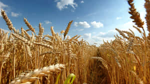 Golden Wheat Harvest In The Countryside Wallpaper