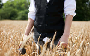 Golden Wheat Harvest In The Fields Wallpaper