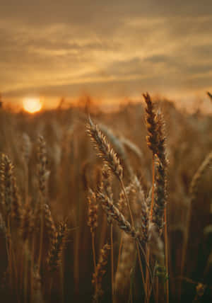 Golden Wheat Harvest In The Sunset Wallpaper