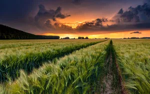 Golden Wheat Harvest Under Picturesque Sky Wallpaper