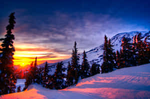 Golden Winter Sun Shining Through Snowy Forest Wallpaper