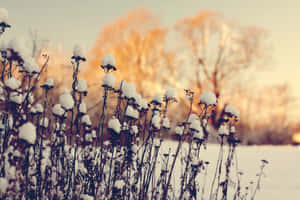 Golden Winter Sunset_ Snow Capped Wildflowers Wallpaper