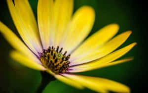 Golden Yellow Daisy In Full Bloom Wallpaper