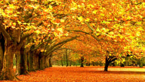 Golden Yellow Leaves In Autumn Wallpaper