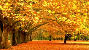 Golden Yellow Leaves In Autumn Wallpaper