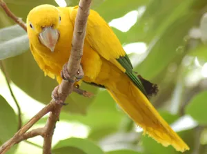 Golden Yellow Parrot Perched Wallpaper