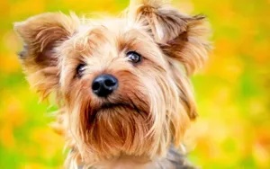 Golden Yorkie Puppy Eyes Wallpaper