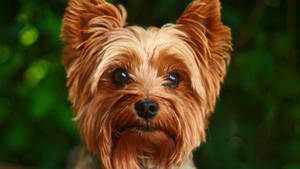 Golden Yorkshire Terrier Photography Wallpaper