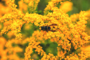 Goldenrod Fall Desktop Wallpaper