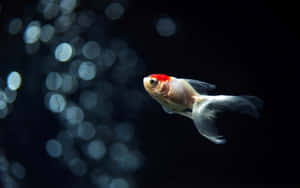 Goldfish Elegancein Dark Waters.jpg Wallpaper