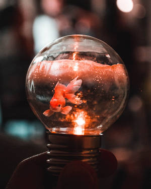 Goldfish In A Bulb Wallpaper