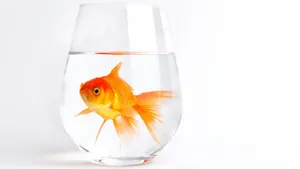 Goldfish Trapped In Glass Wallpaper