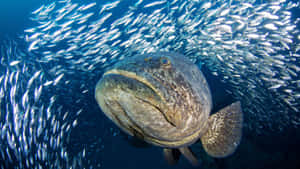 Goliath Grouper Amidst Schoolof Fish Wallpaper