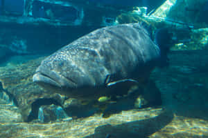 Goliath Grouper Underwater Wallpaper