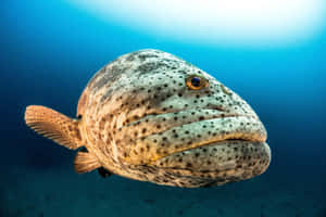 Goliath Grouper Underwater Portrait Wallpaper