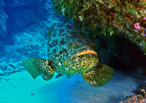 Goliath Grouper Underwater Reef Wallpaper