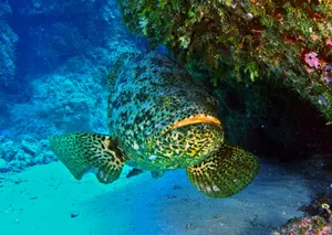 Goliath Grouper Underwater Reef Wallpaper