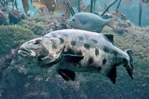 Goliath Grouper Underwater Scene Wallpaper