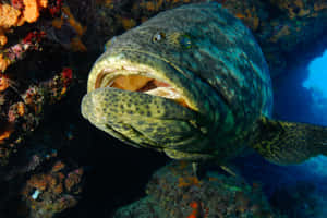 Goliath Grouper Up Close Wallpaper