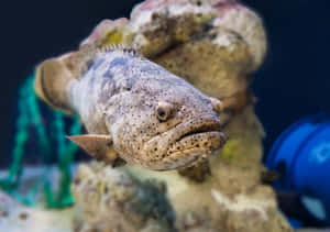 Goliath Grouper Up Close.jpg Wallpaper