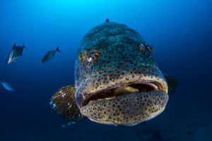 Goliath Grouper Up Close Wallpaper