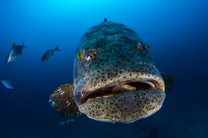 Goliath Grouper Up Close Wallpaper