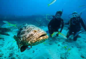 Goliath Grouper With Divers Wallpaper