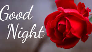 Good Night Rose Greeting Wallpaper