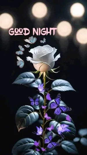Good Night White Roseand Butterflies Wallpaper