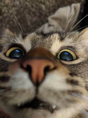 Goofy Face Cute Cat Pfp Wallpaper