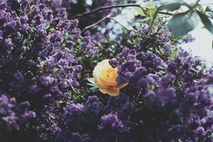 Google Pixel In Bloom Collection Rose With Lilacs Wallpaper