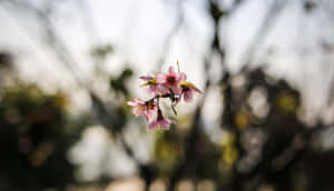 Google Pixel In Bloom Collection Tiny Pink Flowers Wallpaper