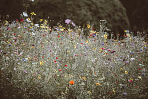 Google Pixel In Bloom Collection Vintage Field Wallpaper