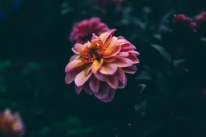Google Pixel In Bloom Collection Vintage Flower Wallpaper